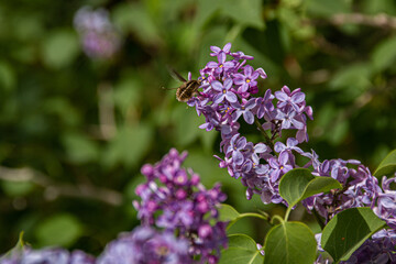 Bee on Lilacs