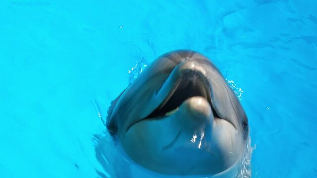 Dolphinarium. Black Sea bottlenose dolphin splashing in clear water, Close-up, Slow motion