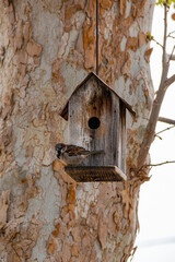 Sparrow (2)