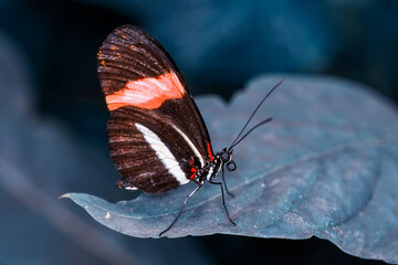 Macro shots, Beautiful nature scene. Closeup beautiful butterfly sitting on the flower in a summer garden.