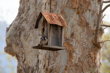 Sparrow on Birdhouse