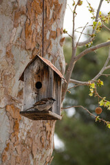 Sparrow