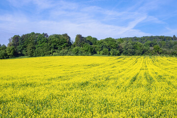 Fototapeta premium Raps ist im Feld am wachsen und blühen in Farbe gelb