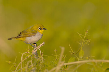 Indian white Eye.
The Indian white-eye, formerly the Oriental white-eye, is a small passerine bird in the white-eye family. It is a resident breeder in open woodland on the Indian subcontinent.