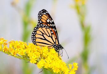 A Monarch butterfly (Danaus plexippus) on goldenrod at Assateague Island National Seashore, Maryland