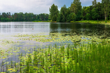 Beautiful landscape view on lake with ducks and water lily and green forest in summertime