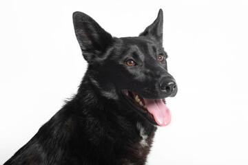 Happy black mongrel dog with kind eyes and open mouth on white background