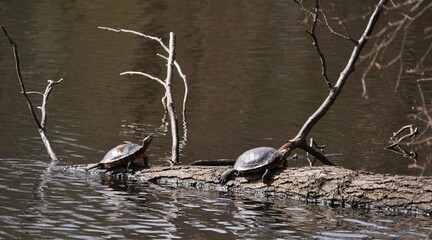 Zwei Wasserschildkröten sonnen sich auf Baumstamm