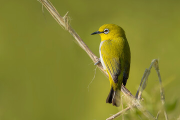 Indian white Eye.
The Indian white-eye, formerly the Oriental white-eye, is a small passerine bird in the white-eye family. It is a resident breeder in open woodland on the Indian subcontinent.