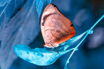 Macro shots, Beautiful nature scene. Closeup beautiful butterfly sitting on the flower in a summer garden.