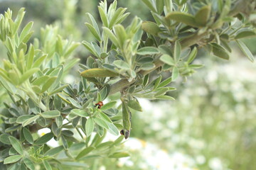 Close up of a plant and a ladybug