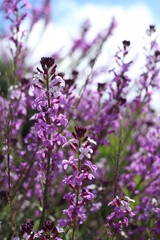 Purple flowers in the wild in the highlands of Gran Canaria island