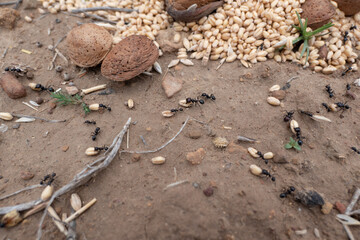 Ants taking wheat and the harvest