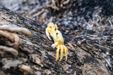Crab (Siri, Carangueijo) on the tree 