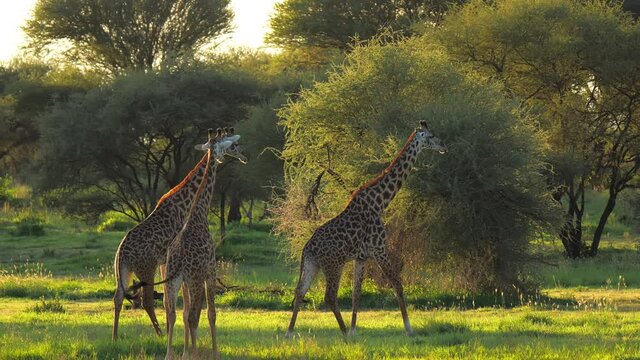 Herd of giraffes moving towards woods in african park. Scientific expedition meeting pack of mammal animals and filming in 6k. Natural scene of giraffe during day on safari. Concept of travel