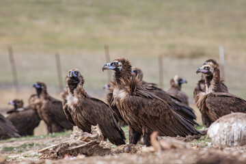 Cinereous Vulture, (Aegypius monachus) in its natural habitat. Wildlife.