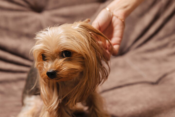yorkshire terrier. yorkie. dog on the couch. the owner touches his pet.