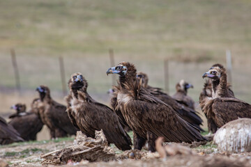 Cinereous Vulture, (Aegypius monachus) in its natural habitat. Wildlife.