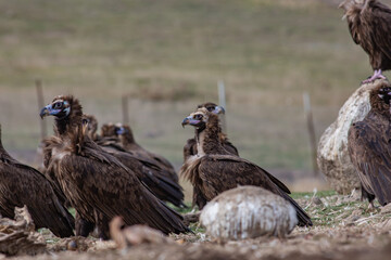 Cinereous Vulture, (Aegypius monachus) in its natural habitat. Wildlife.