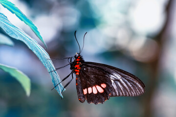 Macro shots, Beautiful nature scene. Closeup beautiful butterfly sitting on the flower in a summer garden.