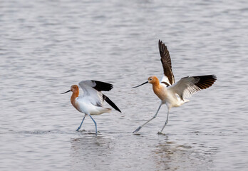 American avocets (Recurvirostra americana) chasing in the tidal marsh, Galveston, Texas, USA.
