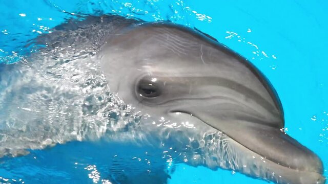 Two playful dolphins, a bottlenose dolphin and a white whale train in the dolphinarium's large swimming pool. Sea and Ocean life