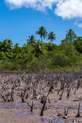 Naklejka premium Scenery of green mangrove forest.