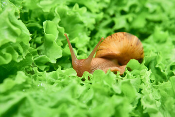 big snail among green leaves of lettuce © Evgeny