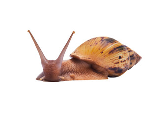 live snail achatina isolated on white background, looking at the camera
