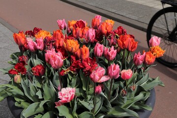 Orange, Red and Pink Assorted Tulips in Amsterdam, Holland