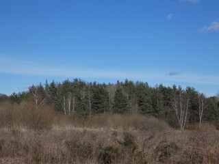 Landscape with mixed forest in springtime, Gdansk, Poland