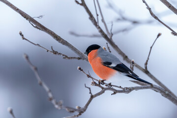 The Eurasian bullfinch (Pyrrhula pyrrhula)