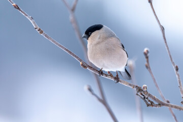 The Eurasian bullfinch (Pyrrhula pyrrhula)