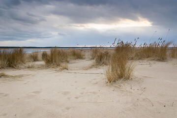 Plaża i trawy na Wyspie Sobieszewskiej © Iwona