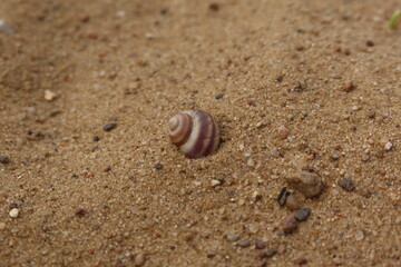Single seashell on the sand. Shell on a ocean beach sand closeup. Summer holiday, vacation concept, natural environment. 