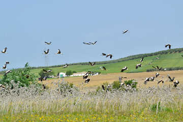 Fototapeta na wymiar Flock of storks in the field outdoors