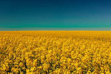 field of yellow flowers