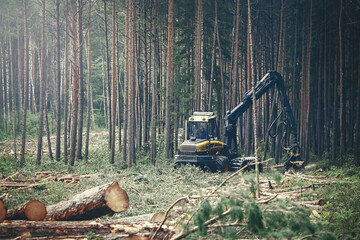 Lumber excavator cutting forest trees behind fallen tree trunks © Marija Crow