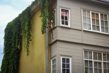 Fototapeta na wymiar Building corner with windows and yellow wall with wild grapes