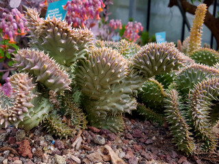 Euphoria flanaginii plant in the foreground in the greenhouse