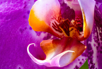 Fototapeta na wymiar orchid blossom