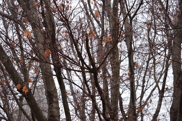 trees in winter