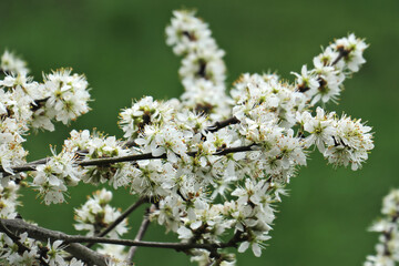 Blüten