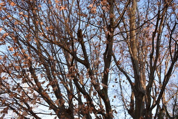 branches against blue sky