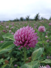 pink flower in a field