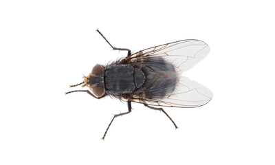 Fototapeta na wymiar Blue blowfly isolated on white background, Calliphora vicina