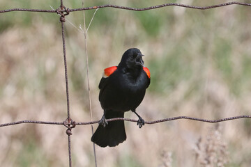 Male Red Winged Blackbirds being territorial and waiting for females to return from migration to start laying eggs and reproducing in spring
