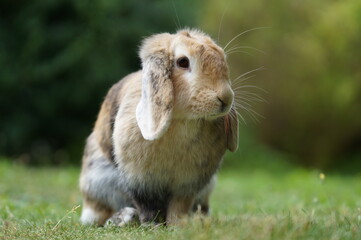lop eared dwarf ram rabbit sitting on meadow
