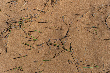 texture sand. sand background. sand filling the entire frame