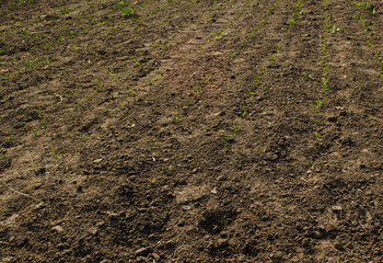 A close-up of a sprout of sprouts lit by the afternoon sun on fertile black soil. Concept...